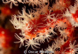 Red coral beauty. Difficult to see big ones because used ... by Oscar Miralpeix 